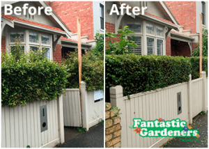 Hedge trimming Melbourne before after