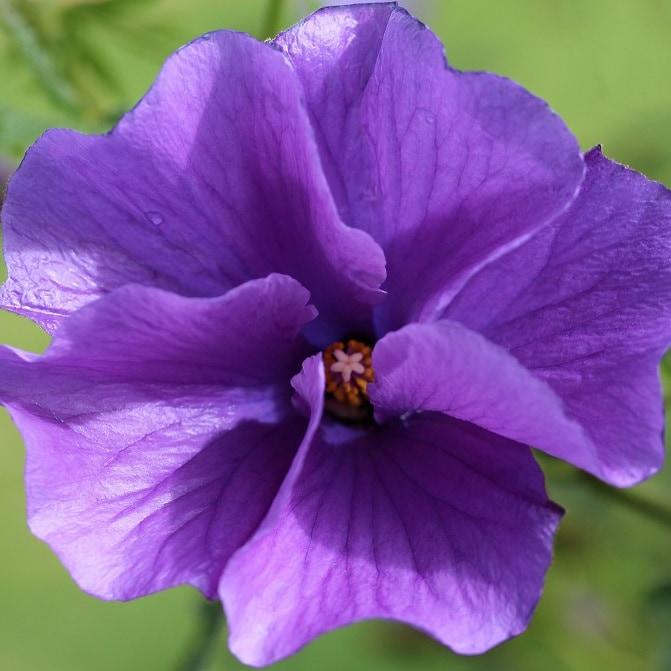 Blue hibiscus Blue hibiscus