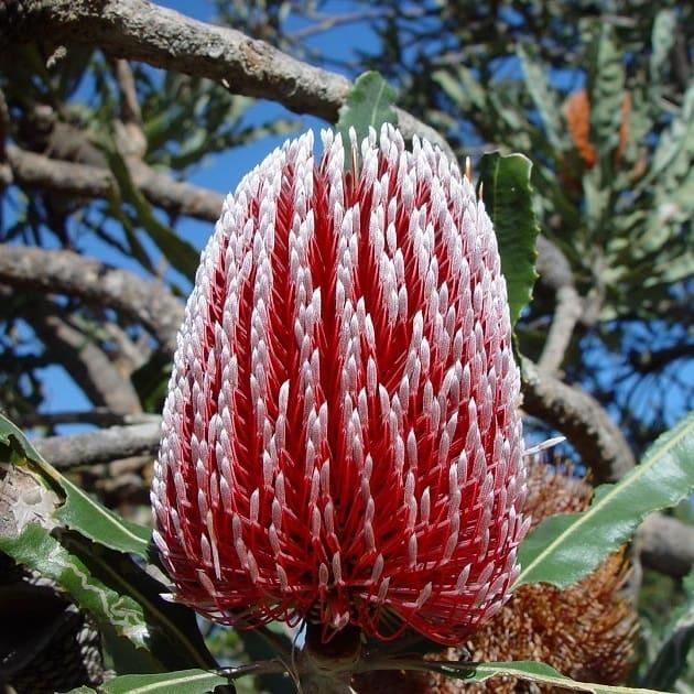 Banksia Banksia