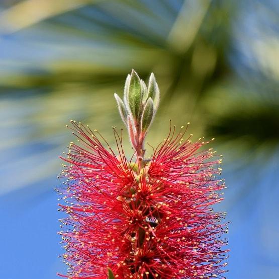 Bottlebrush Bottlebrush