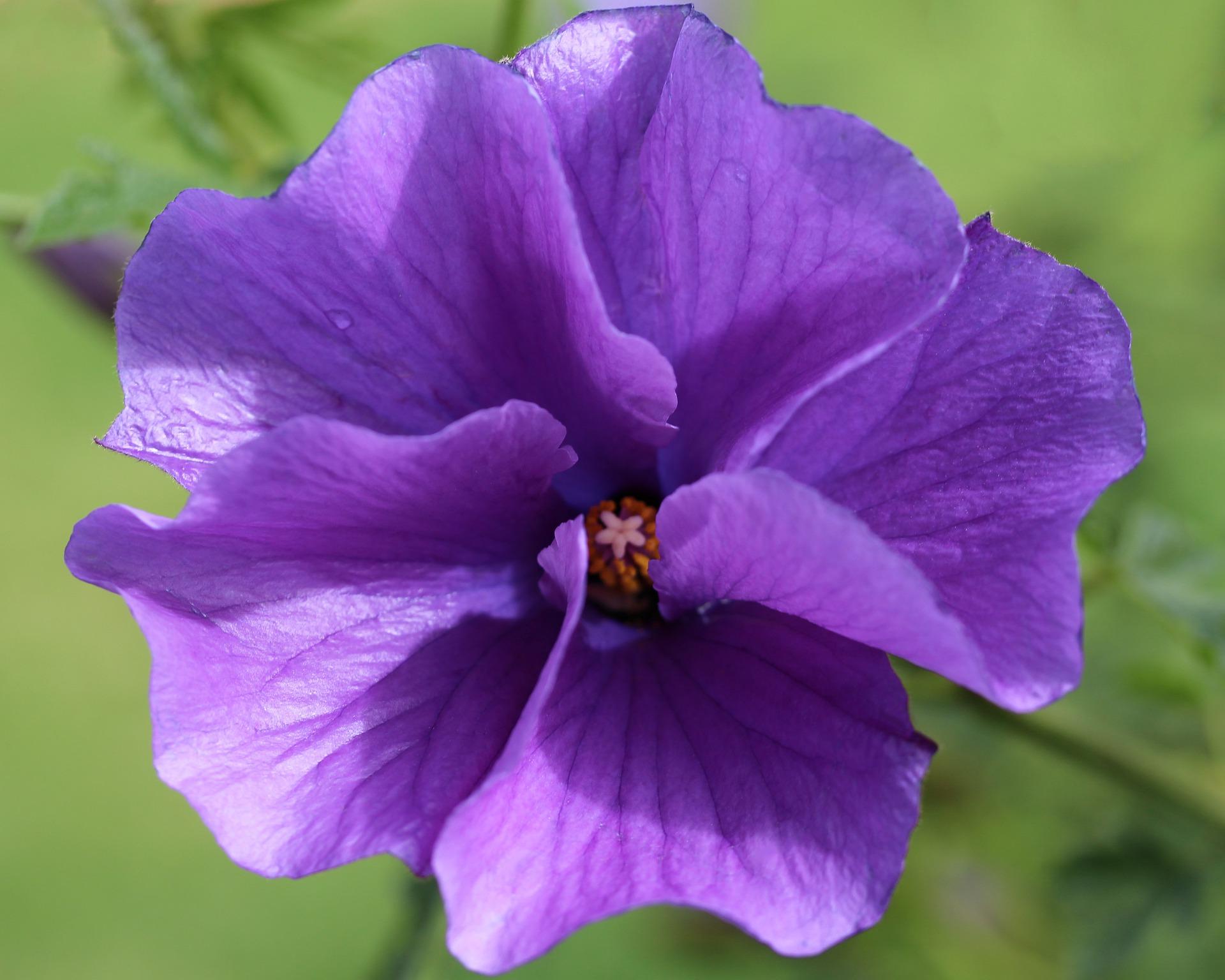 Australian Native Plants Fantastic Gardeners Melbourne
