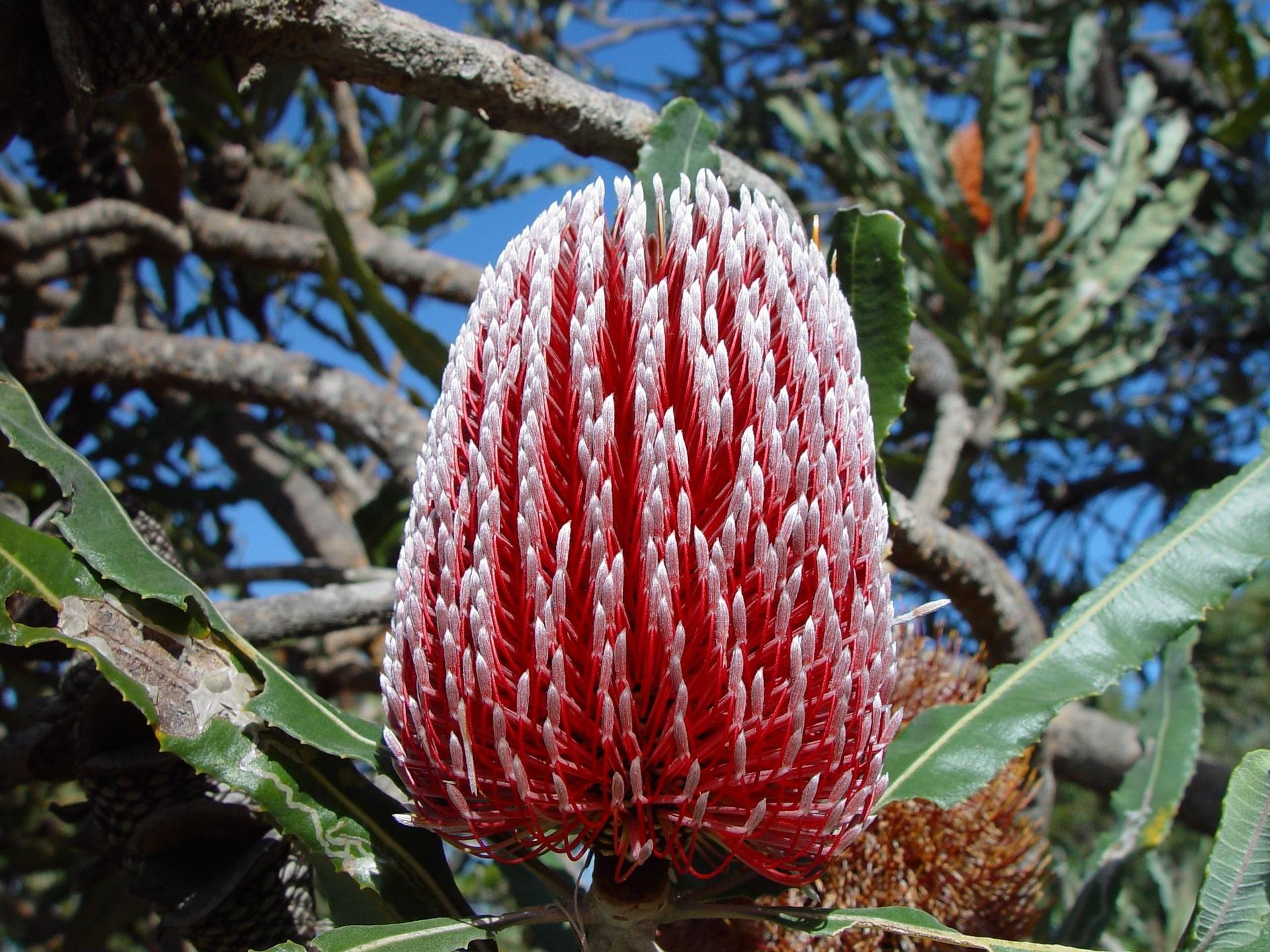 Australian Native Plants - Fantastic Gardeners Melbourne