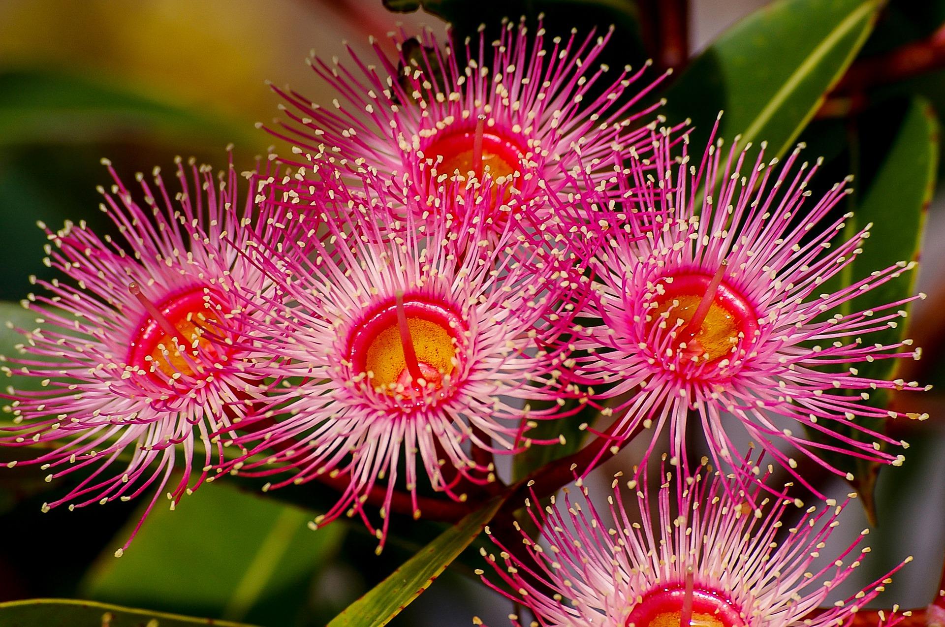 Red Flowering Gum Red Flowering Gum
