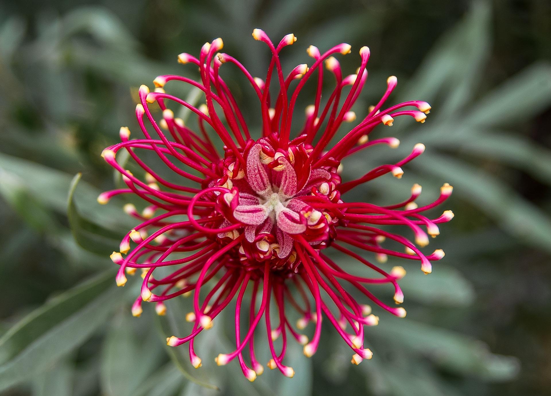 Grevillea Grevillea