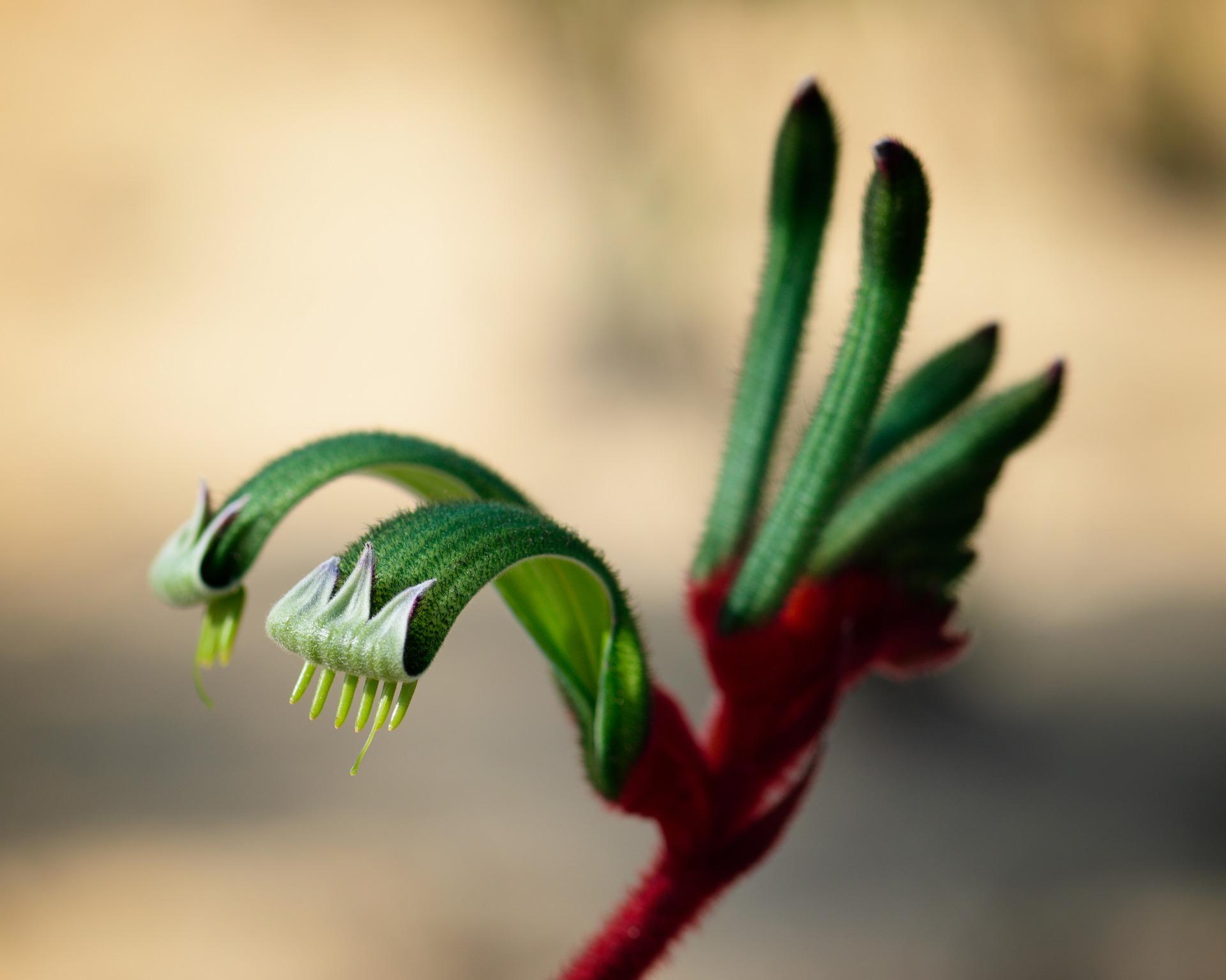 Kangaroo paw Kangaroo paw