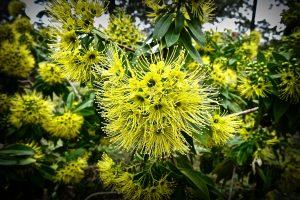 Australia's national flower