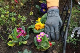 Professional planting of flowers 