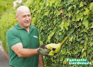 Hedge trimming